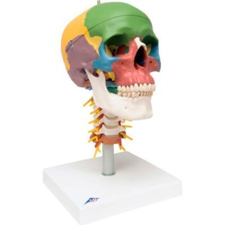 FABRICATION ENTERPRISES 3B® Anatomical Model - Didactic Skull, 4-Part, on Cervical Spine 968960